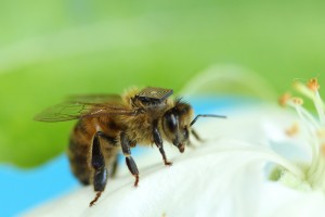 Le Csiro, l'organisme gouvernemental australien pour la recherche scientifique, a fait attacher, début 2014, des puces RFID sur le dos de 5 000 abeilles - Photo Csiro